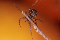 La Malmignatte des maisons. Une femelle (Araneae - Theridiidae - Steatoda triangulosa)